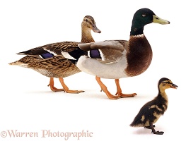 Mallard duck, drake and duckling