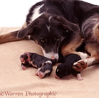 Mother Border Collie with newborn pups