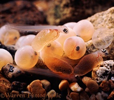 Newly-hatched Brown Trout