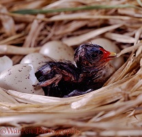 Hatchling Moorhen chick in nest