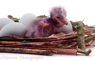 Night Heron chick in a nest
