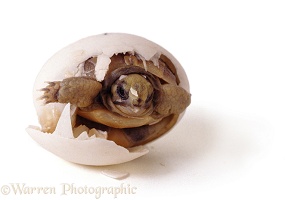 Spur-thighed Tortoise hatching