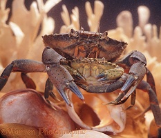Shore Crab male and female