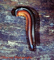 Giant Millipedes mating