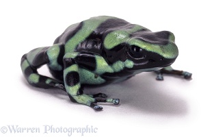 Green poison-arrow frog