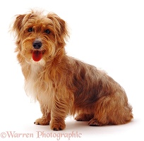 Yorkshire Terrier-cross dog