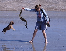Terrier-cross leaping for seaweed