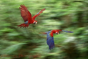 Green-winged Macaws flying