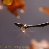 Water drop on an oak twig