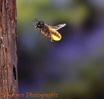 Mason Bee carrying pollen