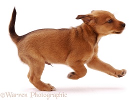 Brown puppy running