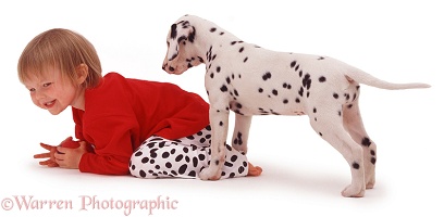 Child and Dalmatian puppy