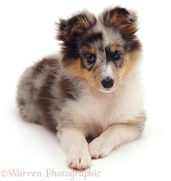 Shelty pup