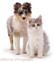 Shelty pup with kitten