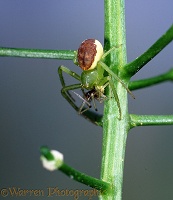 Crab spider eating its mate