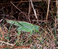 Great Green Bush-cricket egg-laying