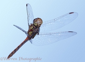 Darter dragonfly in flight