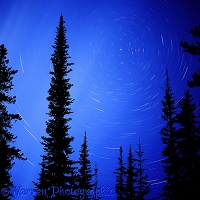 Trees with star swirl