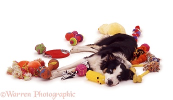 Border Collie with toys