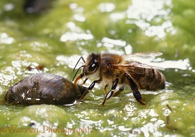 Honey Bee drinking