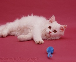 White Persian cat on pink