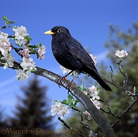 Blackbird male on apple bough
