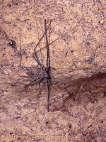 Cave whip scorpion