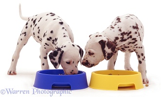 Dalmatian pups eating from plastic bowls