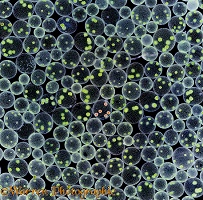 Volvox colonies at 15x magnification