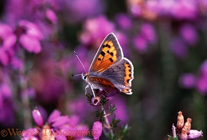 Small Copper on heather