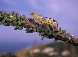 Hoverfly larva eating aphids