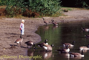 Siena and Canada geese