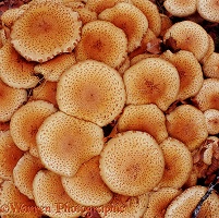 Spotted ocher fungus