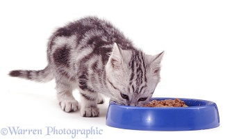 Kitten eating from a plastic bowl