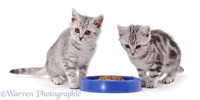 Kittens about to eat from a plastic bowl
