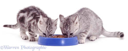 Two kittens eating from a plastic bowl