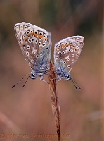 Common Blues with dew