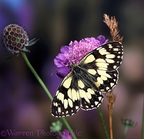 Marbled White wings spread