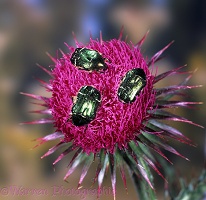Rose Chafers on Musk Thistle