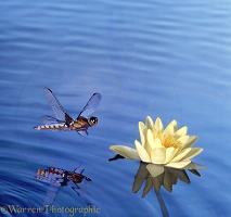 Libellula dragonfly and water lily
