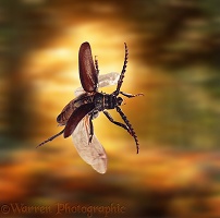 Tanner beetle in autumn