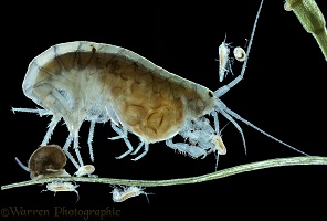 Freshwater Shrimp with young