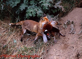 Fox carrying pheasant