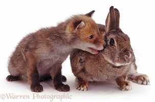 Rabbit and fox cub