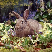 Rabbit among primroses
