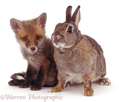 Rabbit and fox cub