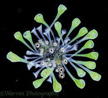 Protozoan Stentor floating colony