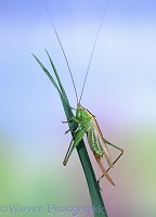 Long-winged Conehead Cricket