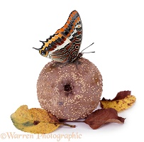 Two-tailed Pasha on rotten apple
