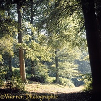 Weston Wood - 4 seasons - Summer